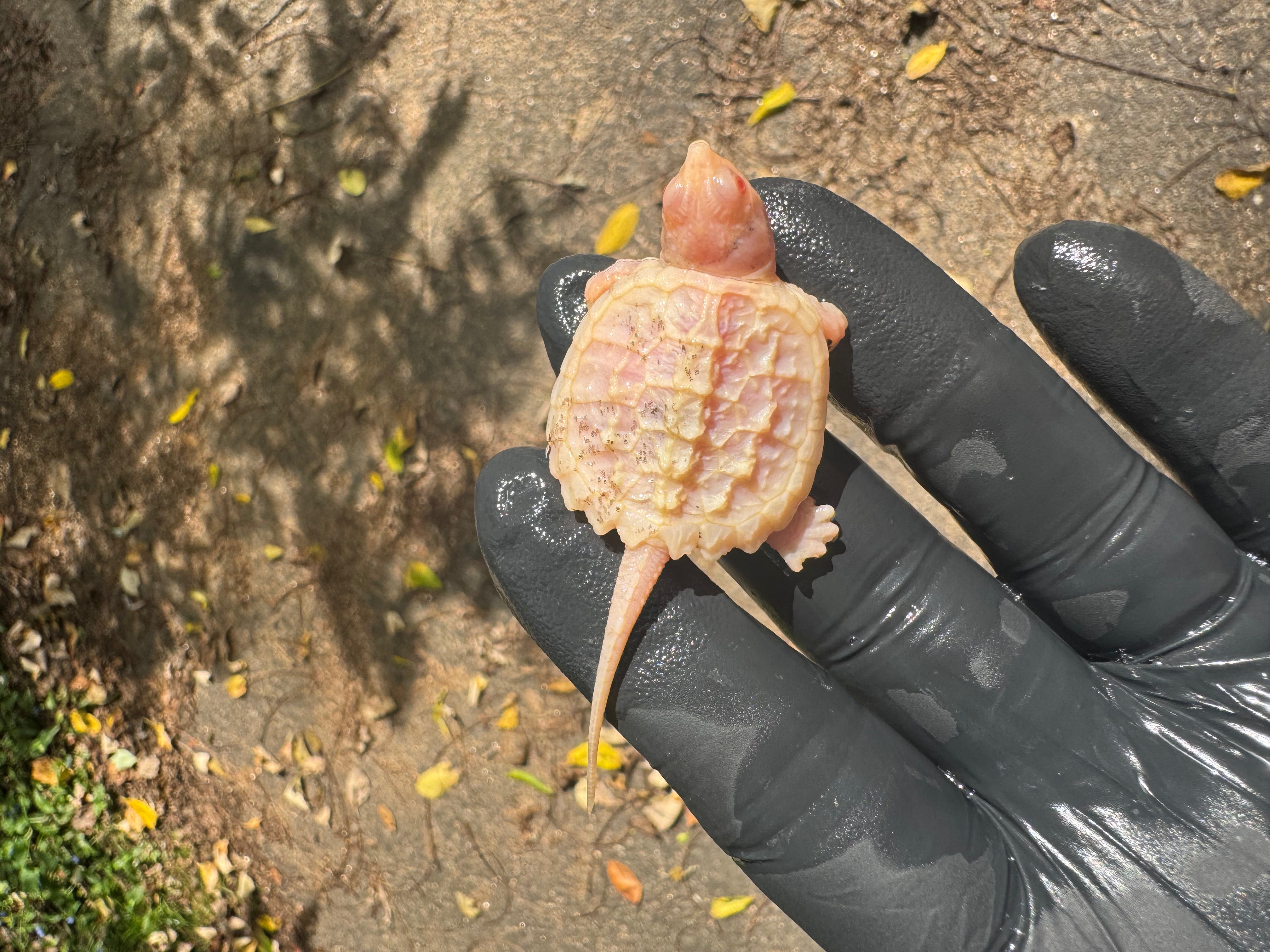 Baby Albino Common Snapping Turtles For Sale | American Reptile ... image.