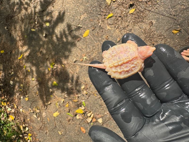 Paradox Albino Common Snapping Turtle 2025