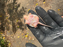Paradox Albino Common Snapping Turtle 2025