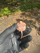 Paradox Albino Common Snapping Turtle 2025