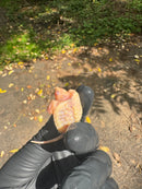 Paradox Albino Common Snapping Turtle 2025