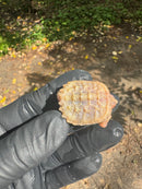 Paradox Albino Common Snapping Turtle 2025