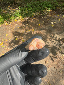 Paradox Albino Common Snapping Turtle 2025