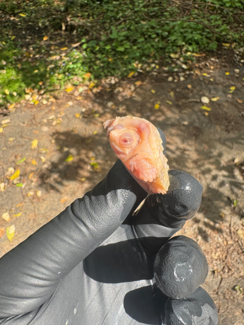 Paradox Albino Common Snapping Turtle 2025