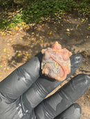 Paradox Albino Common Snapping Turtle 2025