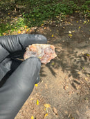 Paradox Albino Common Snapping Turtle 2025