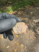 Paradox Albino Common Snapping Turtle 2025