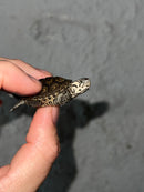 Hi White Concentric Diamondback Terrapin 2023