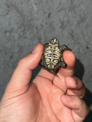 Hi White Concentric Diamondback Terrapin 2023