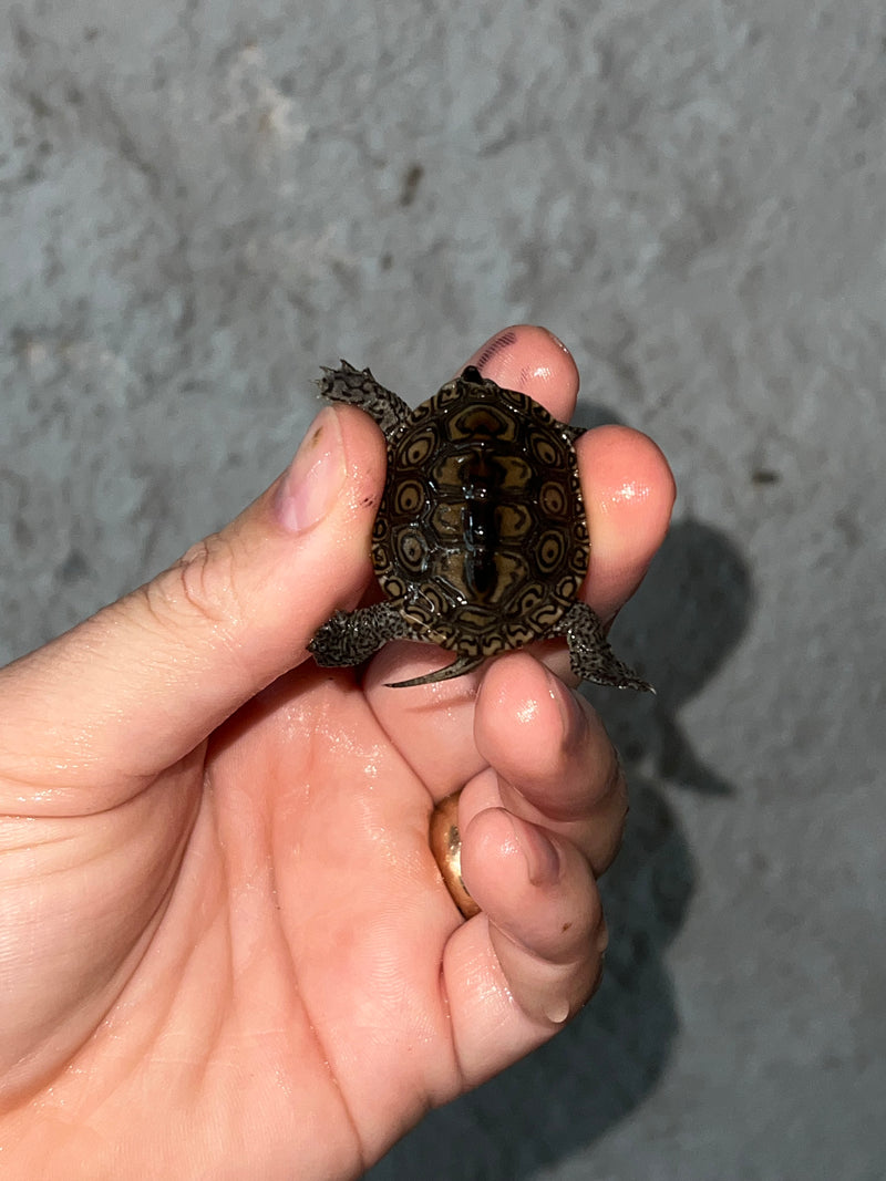 Hi White Concentric Diamondback Terrapin 2023