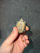 Concentric X Northern  Diamondback Terrapin 2023 Cross