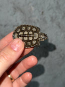 Hi White Concentric Diamondback Terrapin 2023