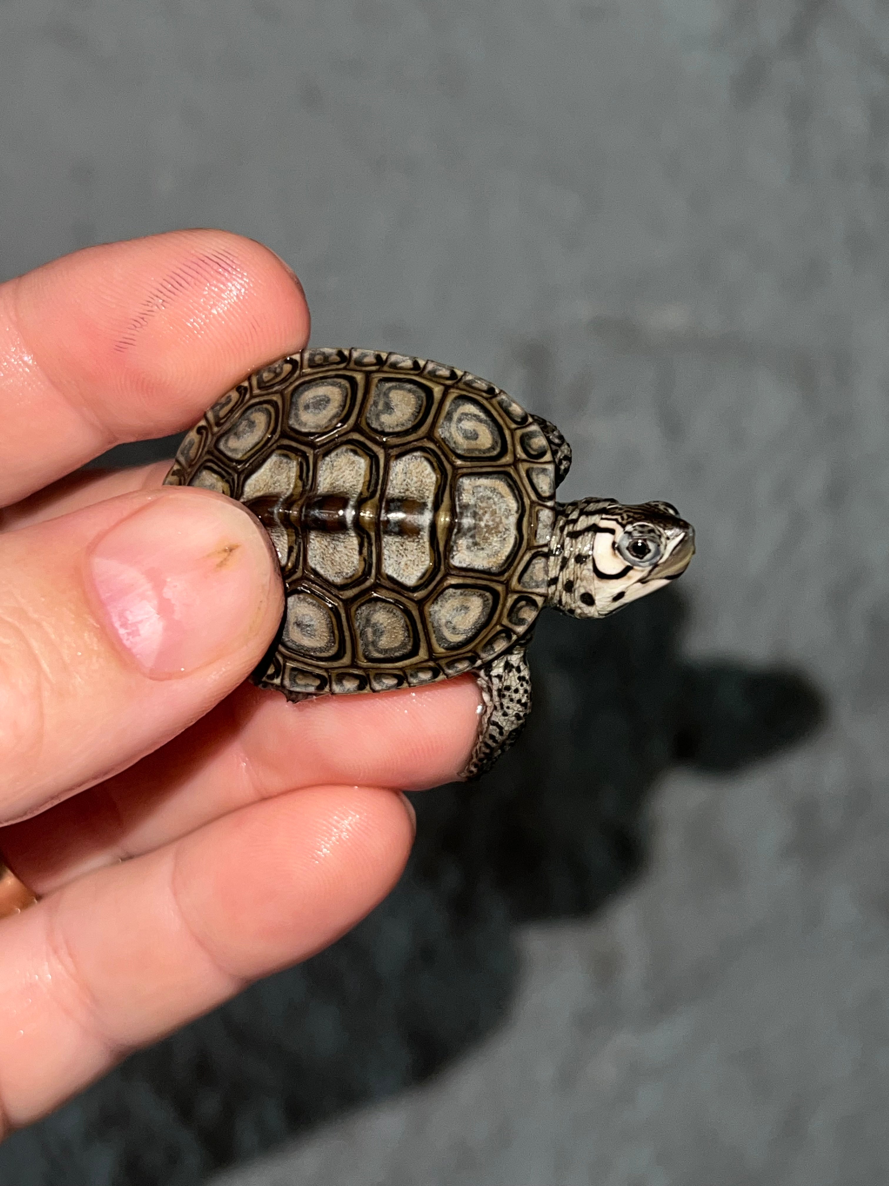 Concentric Diamondback Terrapin (Malaclemys terrapin) For Sale ...