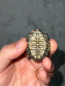Hi White Concentric Diamondback Terrapin 2023