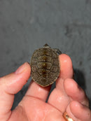 Concentric X Northern  Diamondback Terrapin 2023 Cross