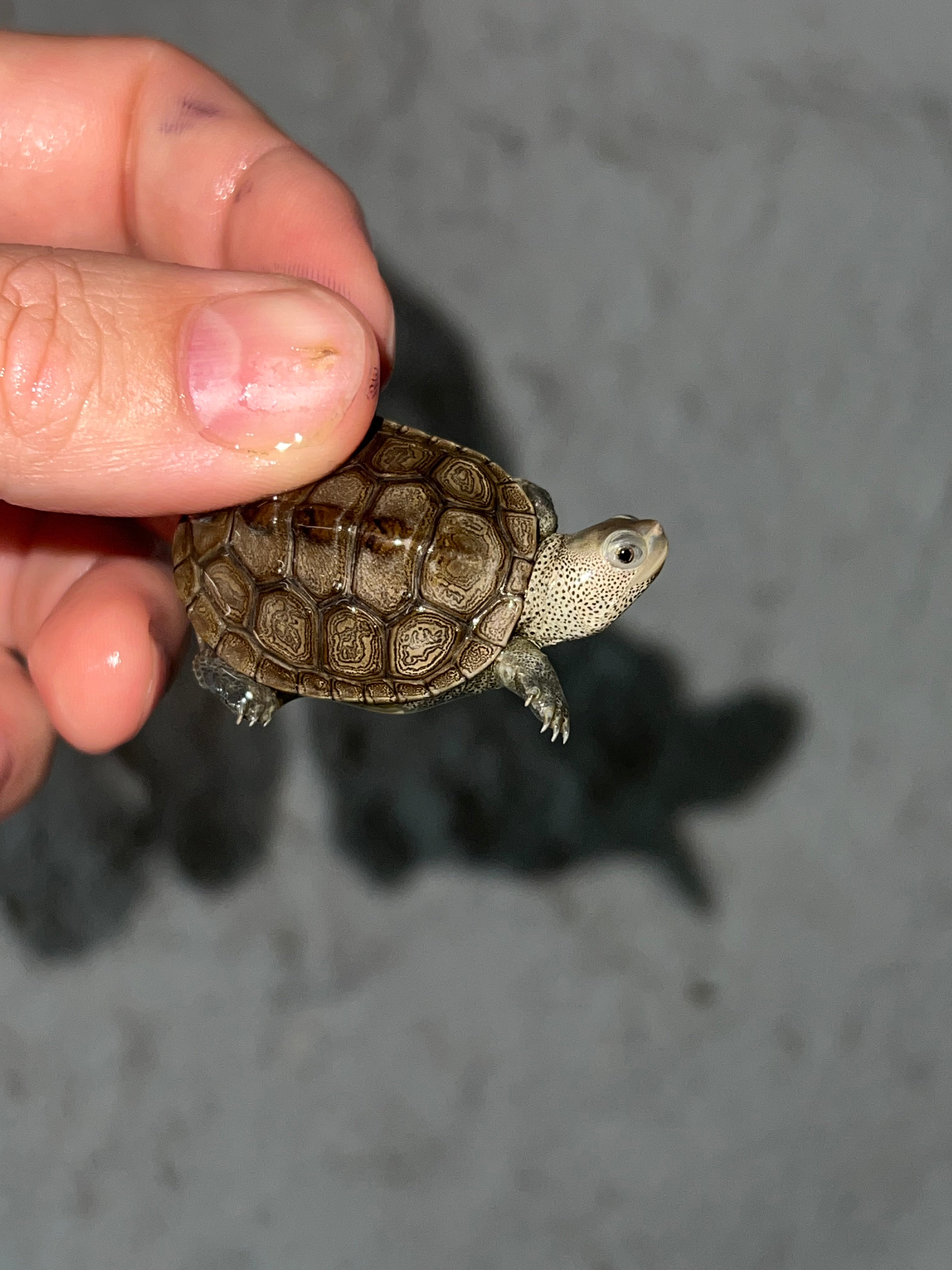 Concentric Diamondback Terrapin (Malaclemys terrapin) For Sale ...