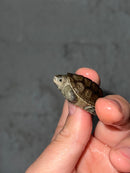 Concentric X Northern  Diamondback Terrapin 2023 Cross