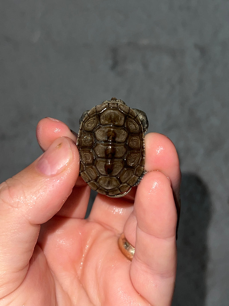 Concentric X Northern  Diamondback Terrapin 2023 Cross