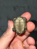 Concentric X Northern  Diamondback Terrapin 2023 Cross