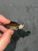 Concentric X Northern  Diamondback Terrapin 2023 Cross