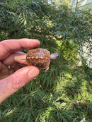 Hi Color Orange Baby Eastern Box Turtle