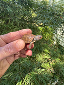 Hi Color Orange Baby Eastern Box Turtle