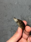 Concentric X Northern  Diamondback Terrapin 2023 Cross
