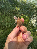 Hi Color Orange Baby Eastern Box Turtle