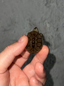 Concentric X Northern  Diamondback Terrapin 2023 Cross