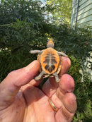 Hi Color Orange Baby Eastern Box Turtle