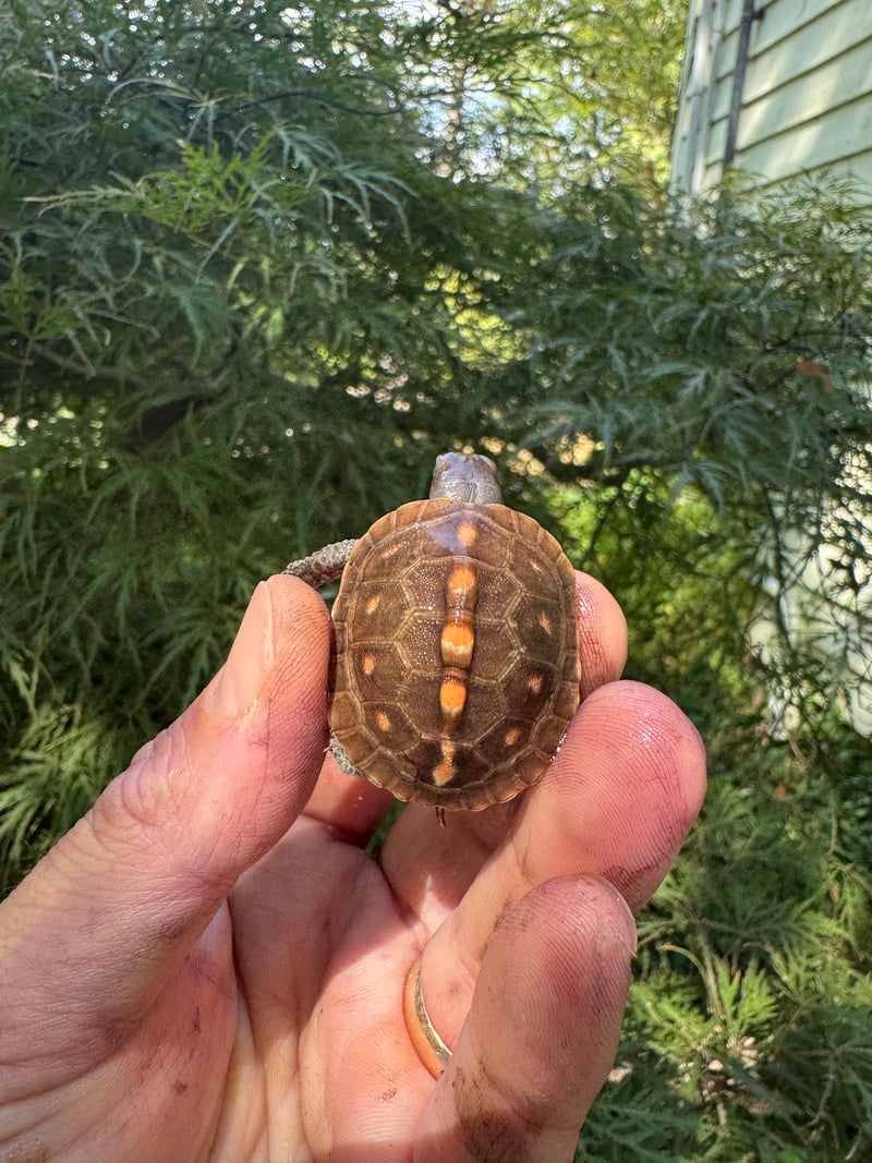 Hi Color Orange Baby Eastern Box Turtle