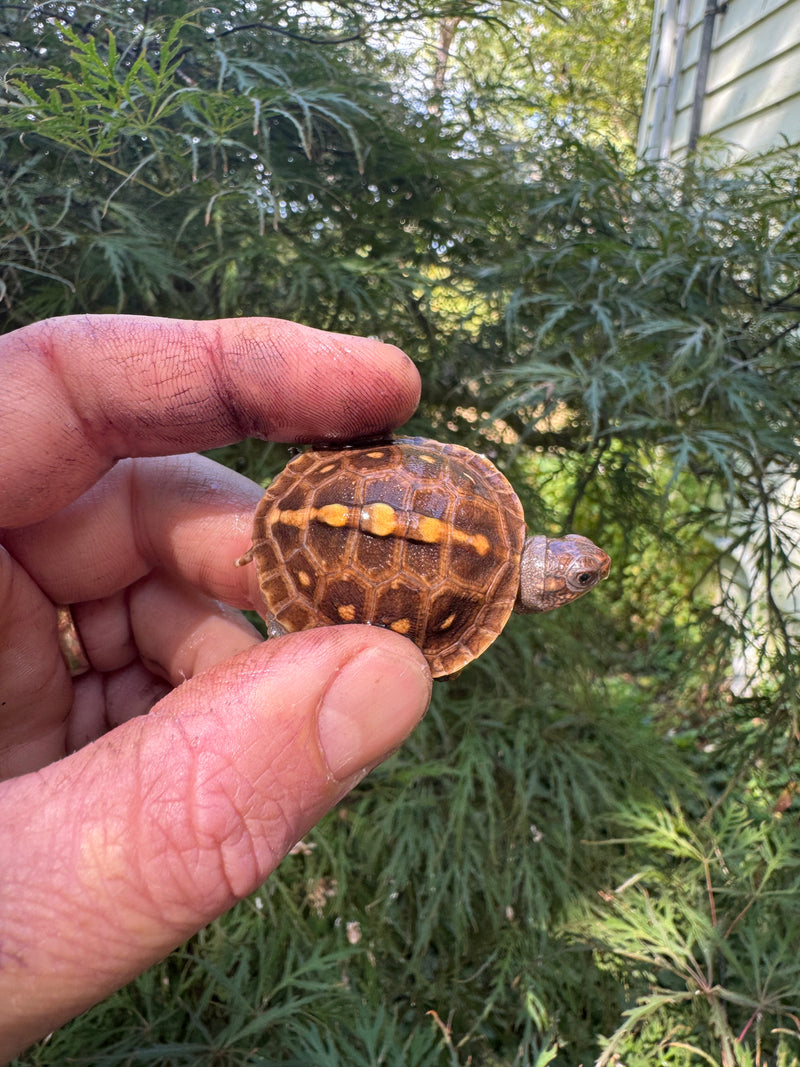 Hi Color Orange Baby Eastern Box Turtle