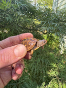 Hi Color Orange Baby Eastern Box Turtle