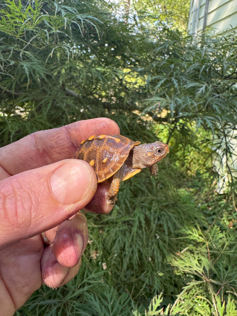 Hi Color Orange Baby Eastern Box Turtle