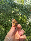 Hi Color Orange Baby Eastern Box Turtle