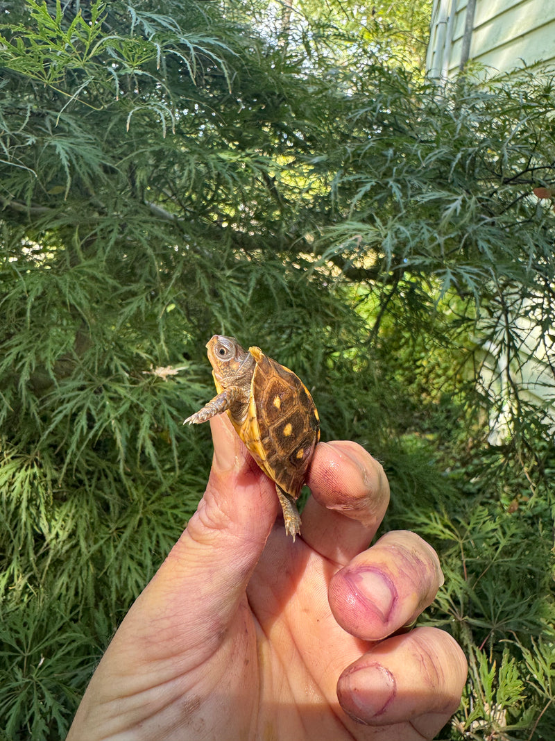 Hi Color Orange Baby Eastern Box Turtle
