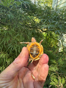 Hi Color Orange Baby Eastern Box Turtle