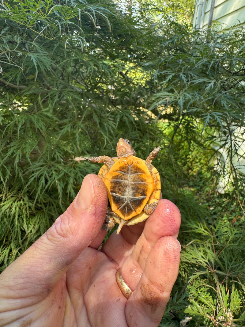 Hi Color Orange Baby Eastern Box Turtle