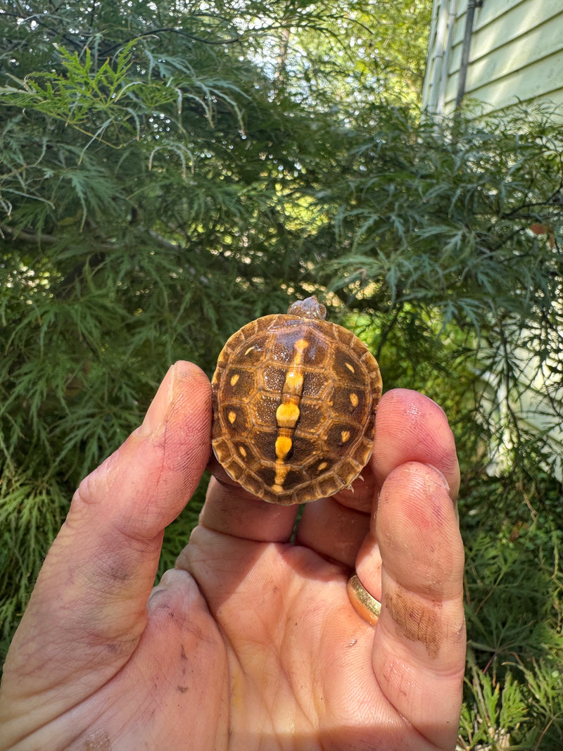 Hi Color Orange Baby Eastern Box Turtle