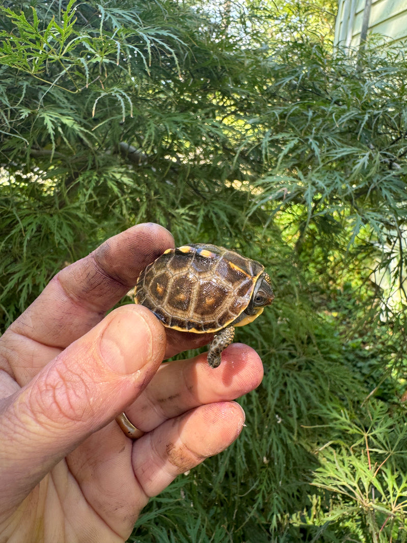 Hi Color Orange Baby Eastern Box Turtle