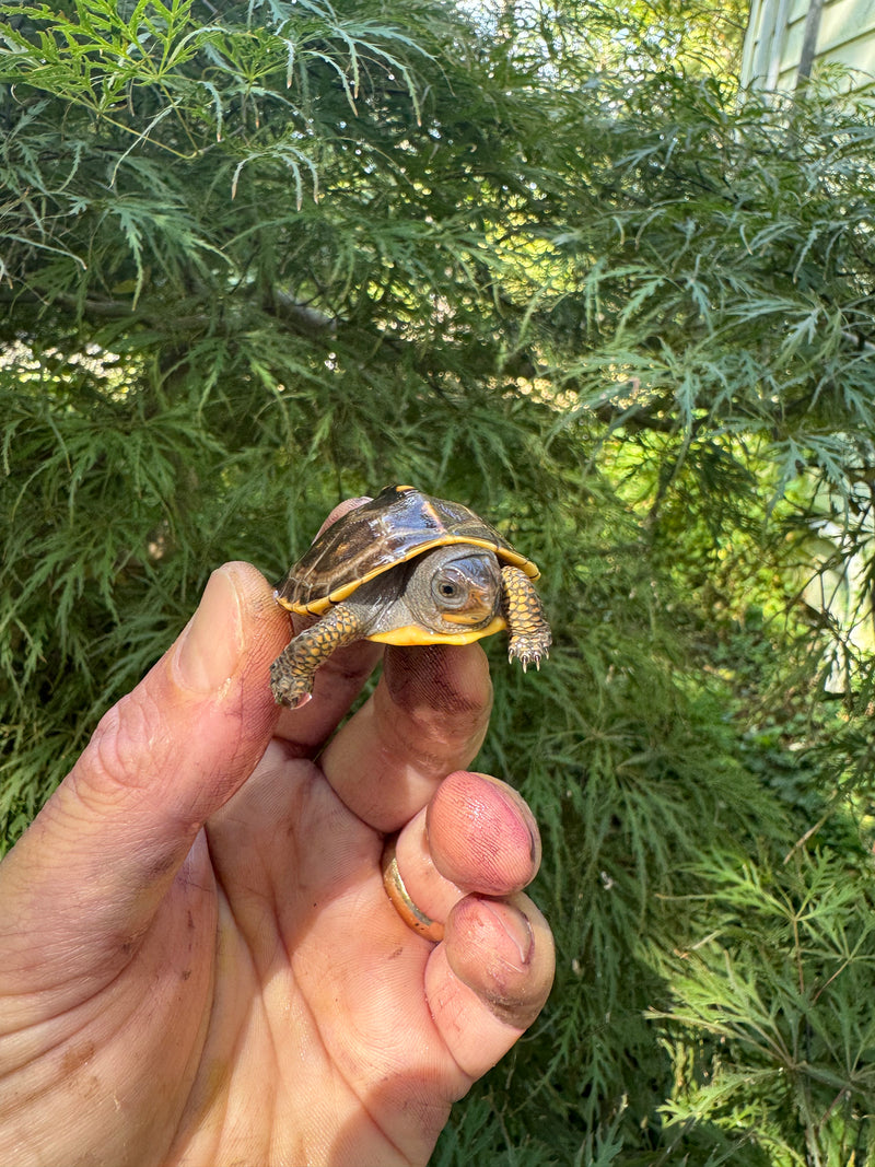 Hi Color Orange Baby Eastern Box Turtle