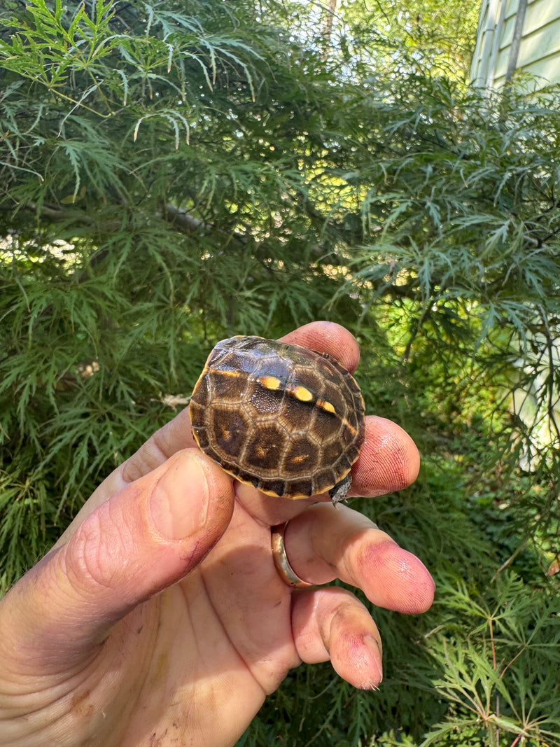 Hi Color Orange Baby Eastern Box Turtle