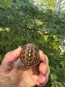 Hi Color Orange Baby Eastern Box Turtle