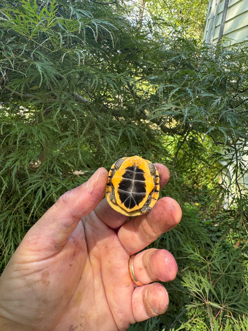 Hi Color Orange Baby Eastern Box Turtle