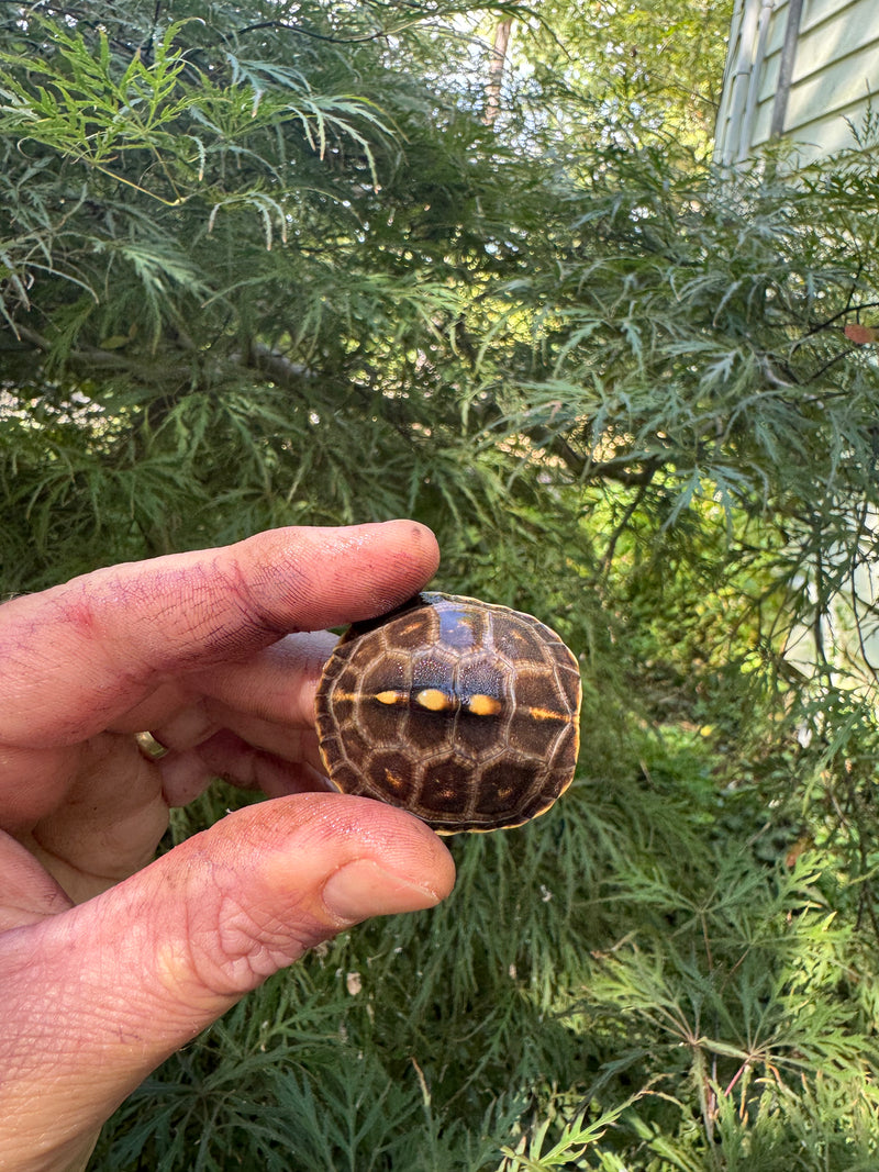 Hi Color Orange Baby Eastern Box Turtle