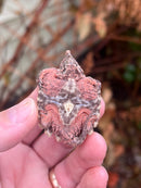 Hypomelanistic Pink Alligator Snapping Turtle