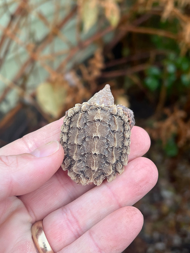 Hypomelanistic Pink Alligator Snapping Turtle