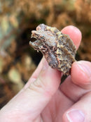 Hypomelanistic Pink Alligator Snapping Turtle