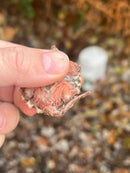 Hypomelanistic Pink Alligator Snapping Turtle