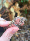 Hypomelanistic Pink Alligator Snapping Turtle